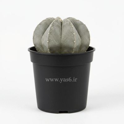 کاکتوس آستروفیتوم