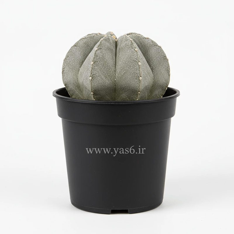 yas6.ir کاکتوس آستروفیتوم