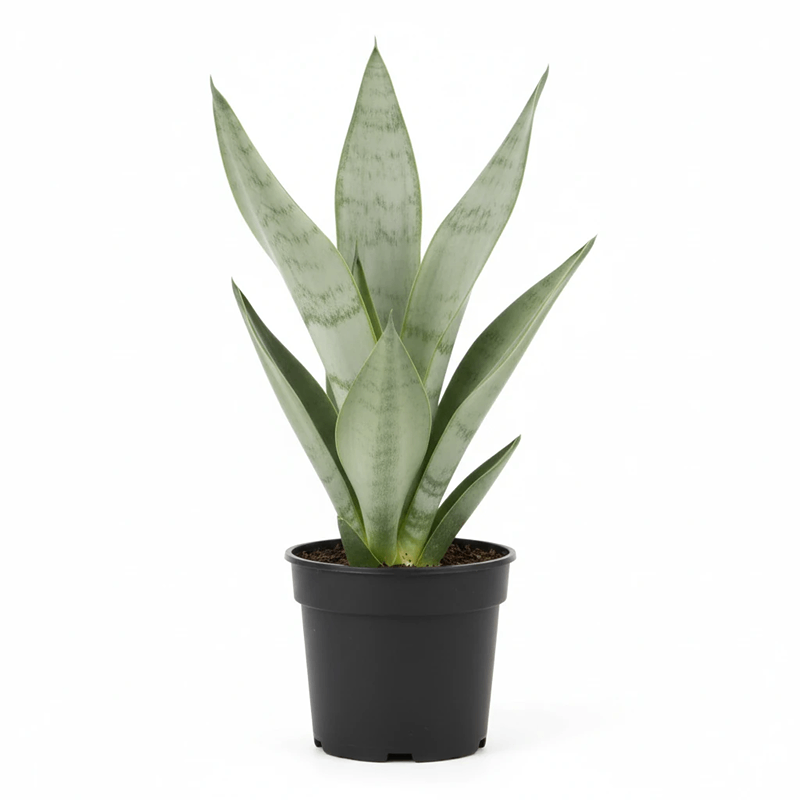 yas6.ir سانسوریا مهتابی پرشاخه