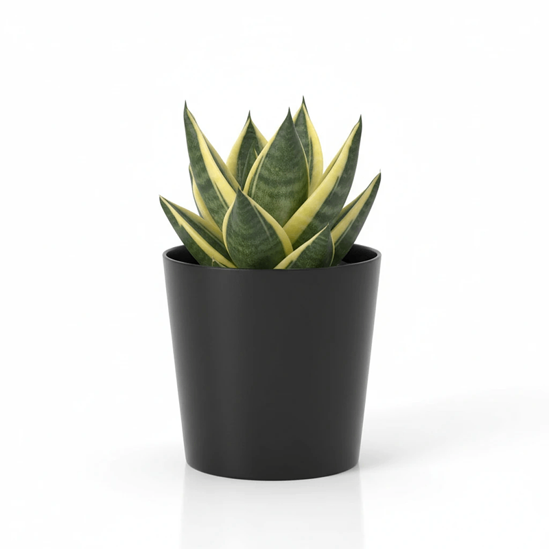 yas6.ir سانسوریا ابلق پاکوتاه