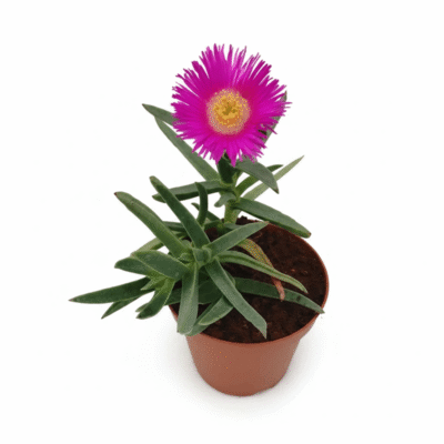 قیمت گل ناز گوشتی گلدانی