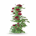 خرید رز رونده قرمز