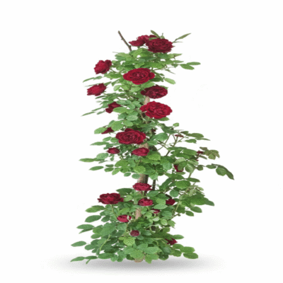 خرید رز رونده قرمز