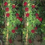 قیمت رز رونده گلدانی