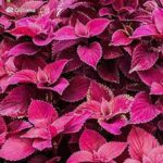 گل حسن یوسف قیمت