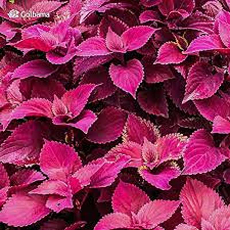 yas6.ir گل حسن یوسف قیمت