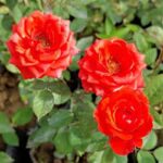 خرید گل ساناز ارزان