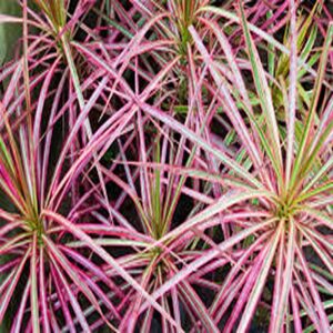 دراسینا پایه دار قرمز ارزان