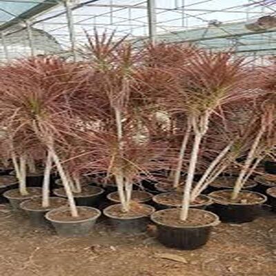 دراسینا پایه دار