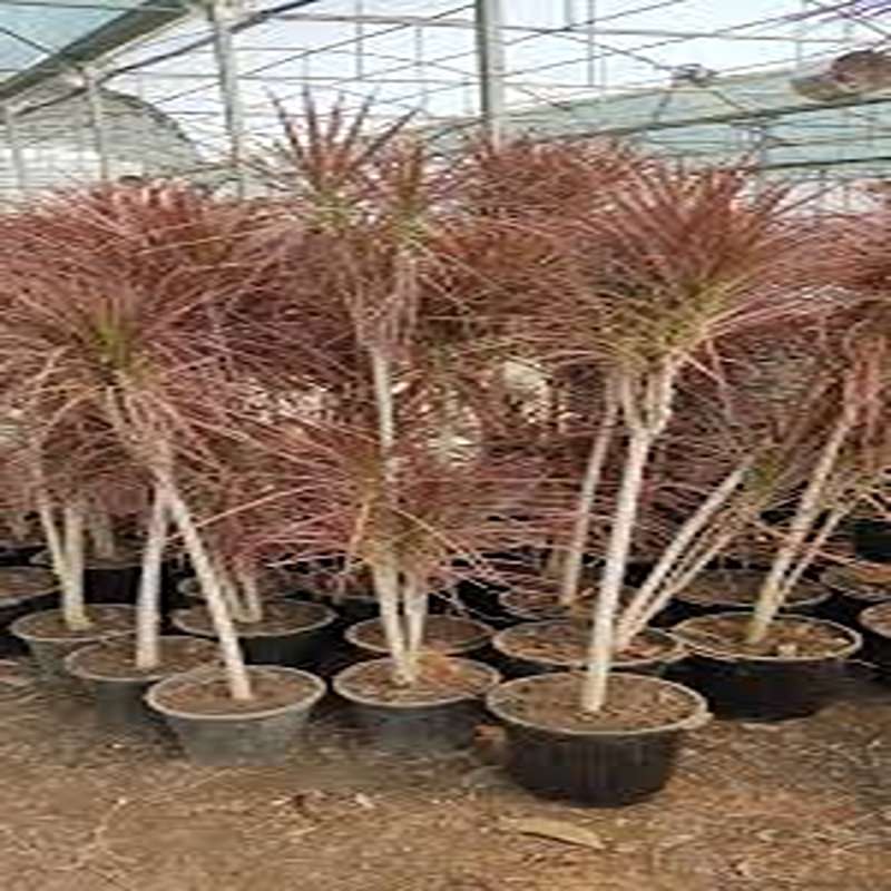 yas6.ir دراسینا پایه دار