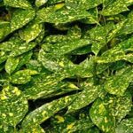 خرید گل آکوبا