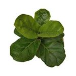 لیراتا ارزان