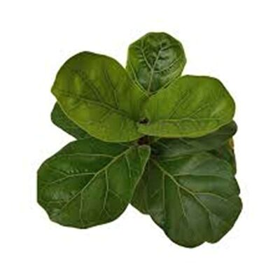 لیراتا ارزان