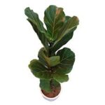 خرید فیکوس لیراتا