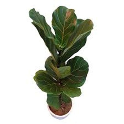 خرید فیکوس لیراتا