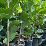 لیراتا تهران و کرج