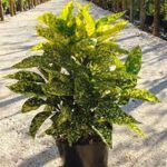 گل آکوبا ۱ متری