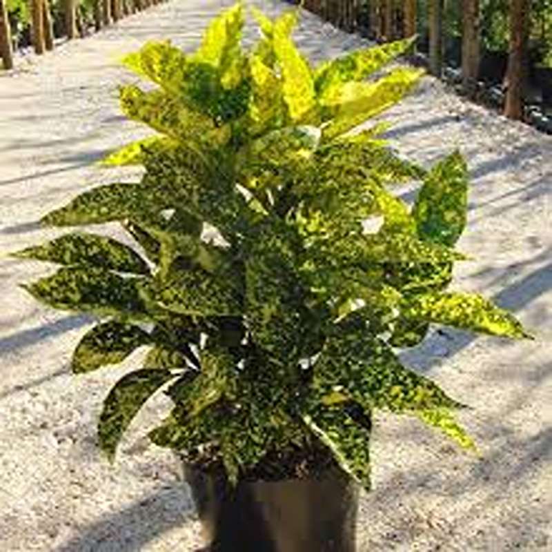 yas6.ir گل آکوبا ۱ متری