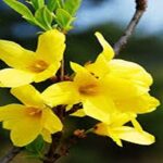 گیاه زینتی با گل‌های زرد