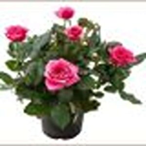 رز هلندی بهترین قیمت