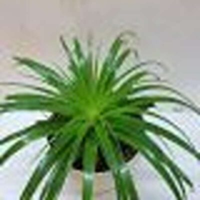 کاکتوس آناناسی