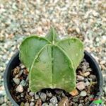 کاکتوس برای دکوراسیون داخلی، گیاه مقاوم آپارتمانی