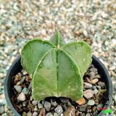 کاکتوس برای دکوراسیون داخلی، گیاه مقاوم آپارتمانی