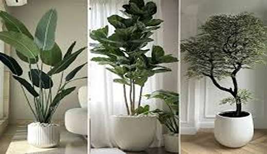 گلهای تهران