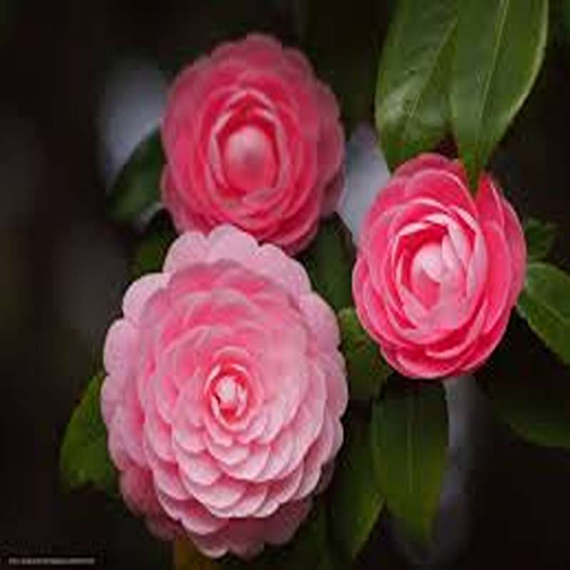 yas6.ir گل-کاملیا-گلدانی