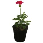 خرید شمعدانی ایرانی