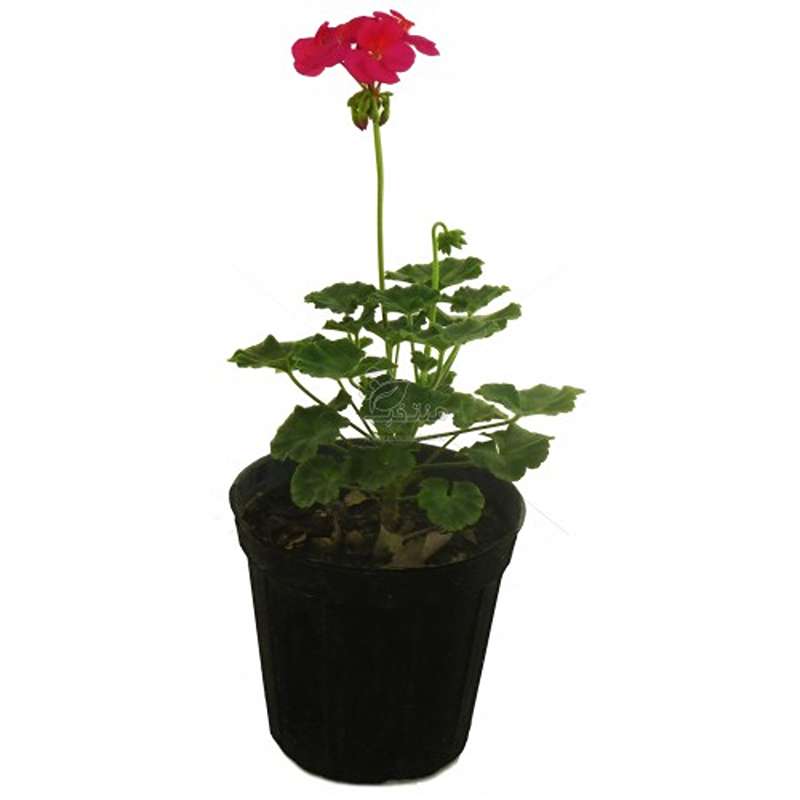 yas6.ir خرید شمعدانی ایرانی