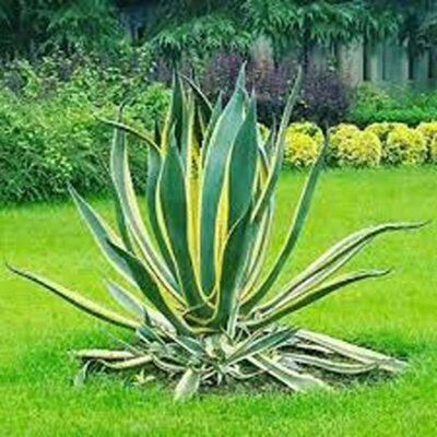 خرید آگاو ابلق