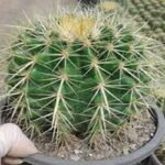 کاکتوس اچینو، کاکتوس