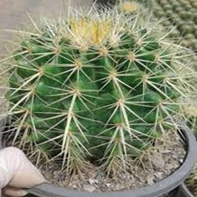 کاکتوس اچینو، کاکتوس