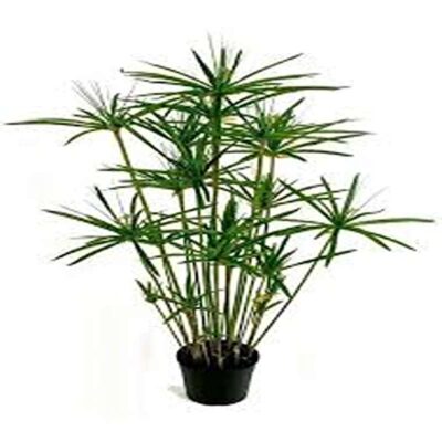 قیمت گل نخل مرداب گیاه مقاوم آپارتمانی