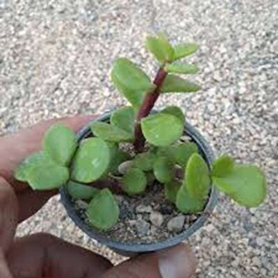 خرید گل خرفه‌ای گلدان ۶