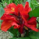 خرید گل اختر