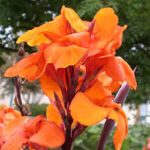 گل اختر مقاوم