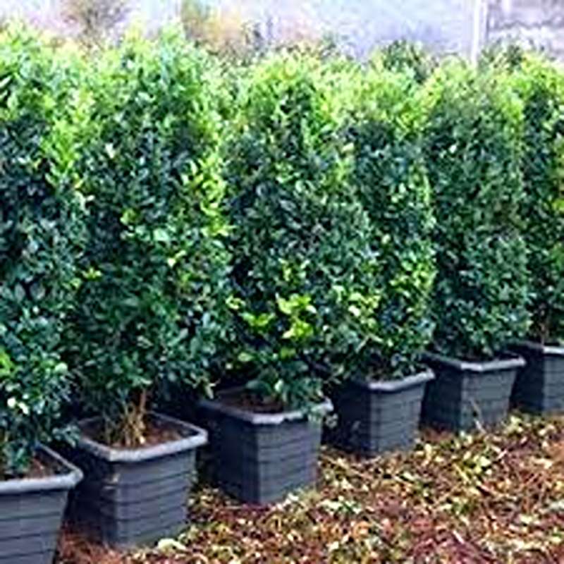 yas6.ir یاس هلندی بزرگ