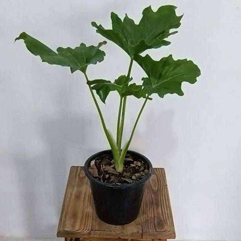 yas6.ir خرید گل برگ انجیری | مونسترا دلیسیوسا | قیمت و نگهداری