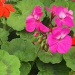 شمعدانی گل‌دار