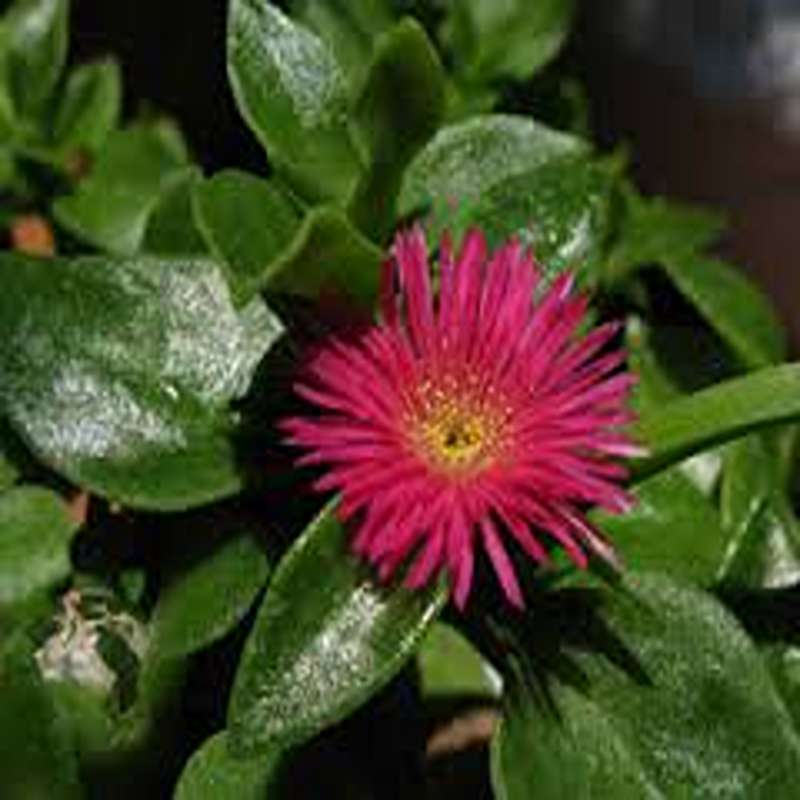 yas6.ir خرید ناز فرانسوی