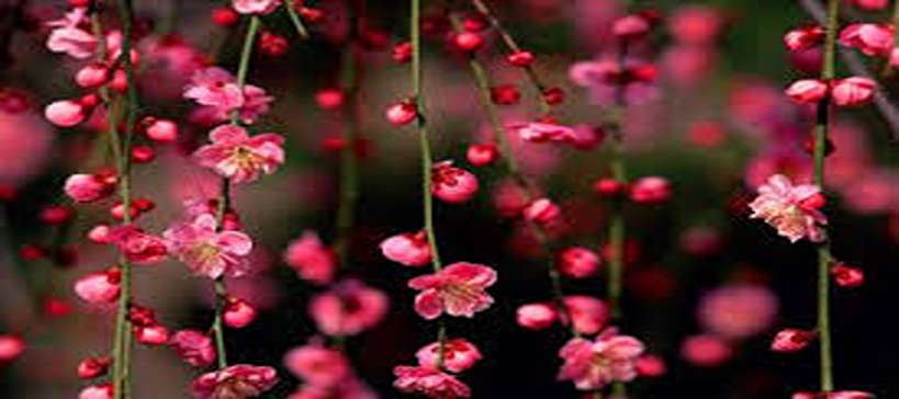 خرید گل و گیاه آپارتمانی
