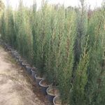 خرید سرو ناز ارزان