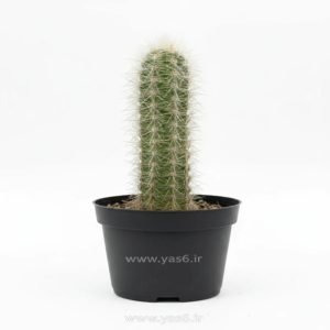 خرید کاکتوس پیرمردی