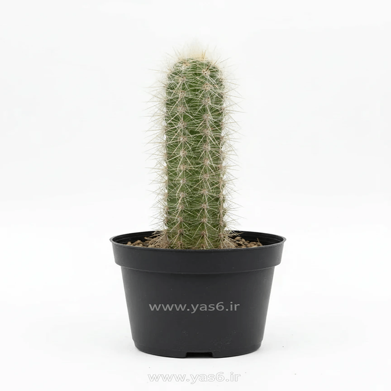 yas6.ir خرید کاکتوس پیرمردی