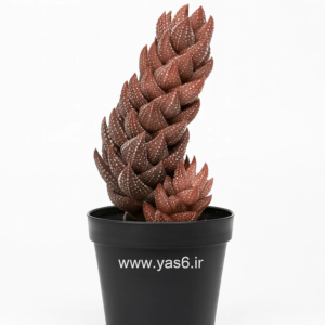 خرید هاورتیا رینواردتی گلدانی