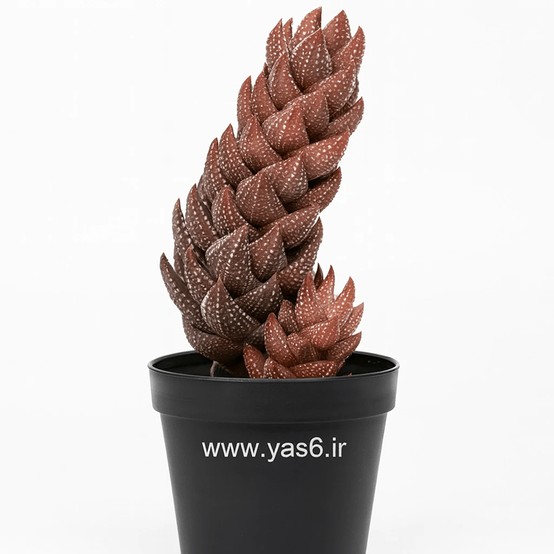yas6.ir خرید هاورتیا رینواردتی گلدانی