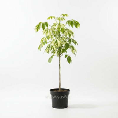 شفلرا ابلق طلایی