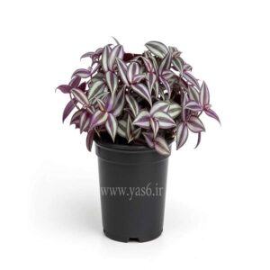 برگ بیدی ارزان